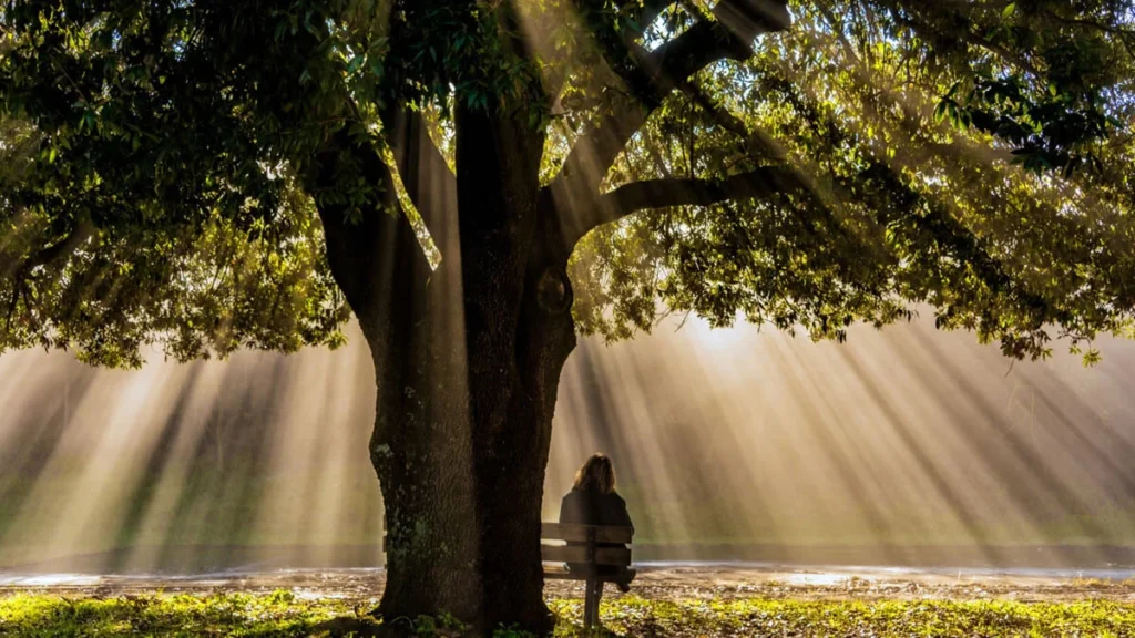 Person sitting alone on a bench under a large leafy tree, bathed in strong rays of sunlight filtering through the branches, creating a peaceful and contemplative atmosphere.